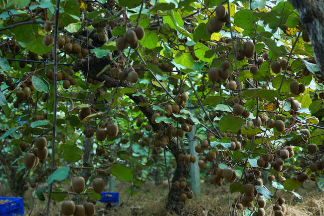  میوه ای شگفت انگیز به نام کیوی 