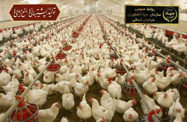  آزاد سازی مجوز احداث مرغداری در خراسان شمالی