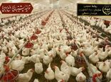  آزاد سازی مجوز احداث مرغداری در خراسان شمالی