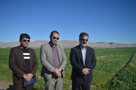 سطح سبز 100 درصدی بزرگترین مزرعه کلزای فارس 