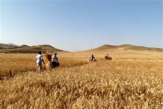  اجرای پروژه امنیت غذایی گندم دیم 