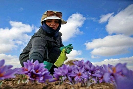 کاشت زعفران در لرستان کمک به معیشت کشاورزان