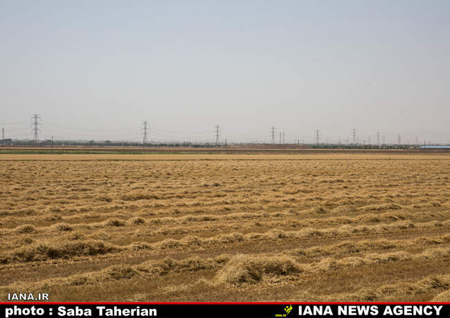 برداشت مکانیزه گندم