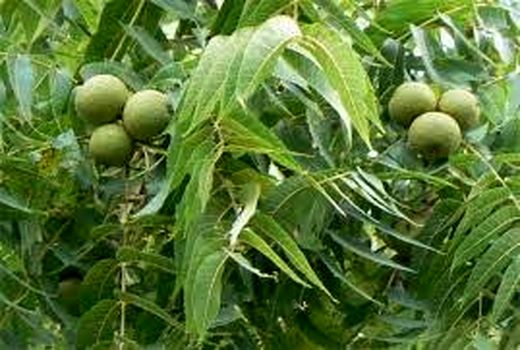 کنترل آفات و بیماری‌های باغات در مناطق تحت پوشش مراکز خدمات شهربابک