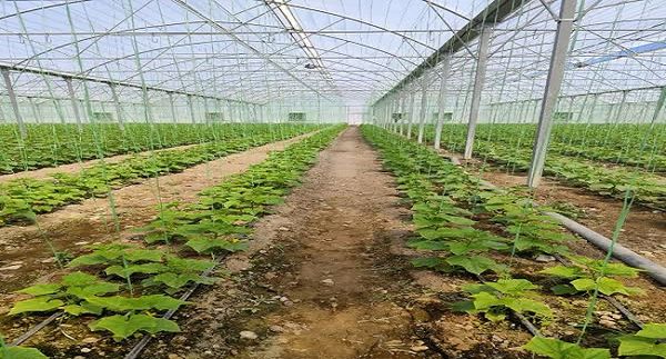 تولید سالانه بیش از یک هزار و 200 تُن محصولات گلخانه‌ای در جهرم