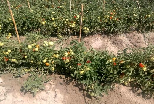 کشت گوجه فرنگی در منطقه یموق برای اولین بار