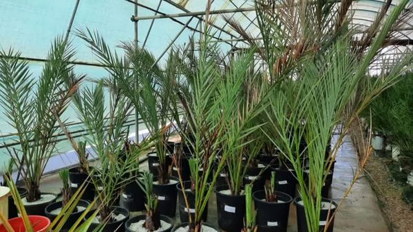 نهال‌های با کیفیت خرما تولید می ‌شوند/ جلوگیری از هدررفت پاجوش‌ها