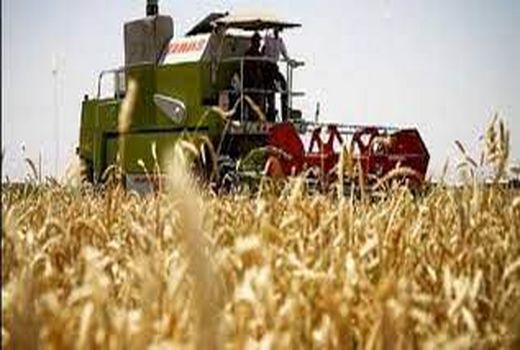 پایان برداشت جو در خرمشهر