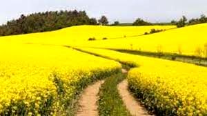 تصمیم جدید وزارت جهادکشاورزی در حمایت از کلزاکاران