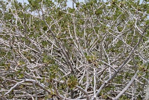 خسارت 10تا 100درصدی به بخشی از باغات پسته رفسنجان  بر اثر سرمازدگی 