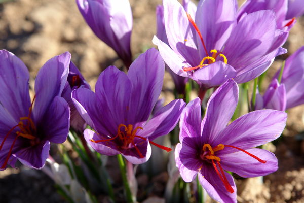 خرید ۱۲ میلیارد تومان زعفران از کشاورزان خراسان جنوبی