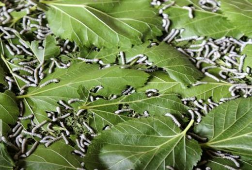 جذب ۸ میلیارد ریال اعتبار در بخش نوغانداری مانه و سملقان