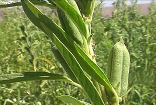  برداشت  130 تن کنجد از مزارع شهرستان نرماشیر در سال جاری