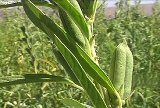  برداشت  130 تن کنجد از مزارع شهرستان نرماشیر در سال جاری