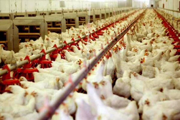 تعداد زنجیره های طیور اذربایجان غربی به ۷ واحد افزایش یافت 
