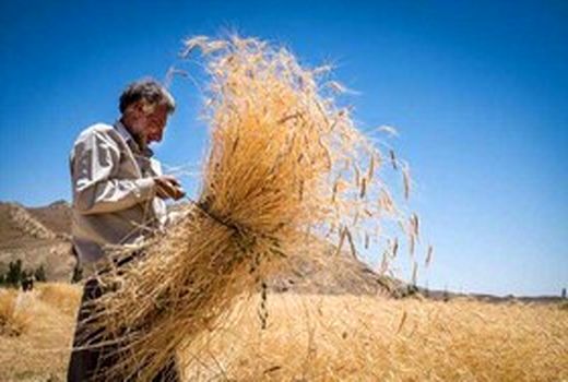 خرید تضمینی گندم در خوزستان به مرز یک میلیون تن رسید