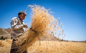 خرید تضمینی گندم در خوزستان به مرز یک میلیون تن رسید