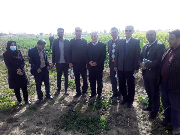 تولید سالانه ۱۸۰ هزار تن گندم در شهرستان دهلران