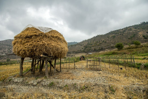 برداشت شالی در چهاردانگه ساری  
