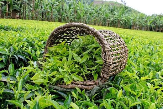 تولید 150 هزار تن برگ چای سبز در سال‌جاری