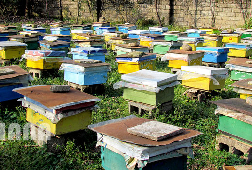 آغاز برداشت عسل از زنبورسـتان‌های سیروان