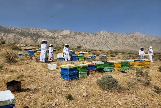 فسا سالانه 950 تن عسل تولید می‌کند