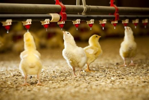 سه میلیون قطعه جوجه‌ریزی در ماه