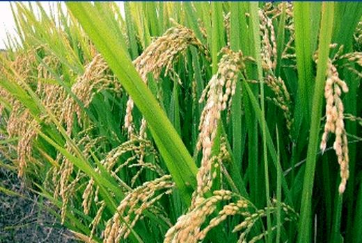 اجرای طرح کشاورزی قراردادی در استان سمنان 