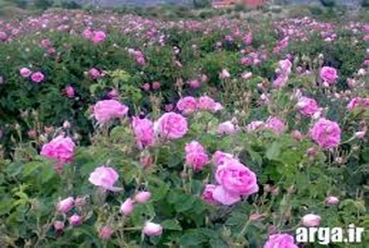  برداشت گل محمدی در شهرستان جاجرم 