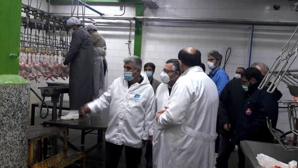 بازدید شبانه رییس سازمان جهاد کشاورزی آذربایجان غربی از چند واحد  کشتارگاه طیور در شهرستان ارومیه و نظارت بر روند بهداشتی کشتار