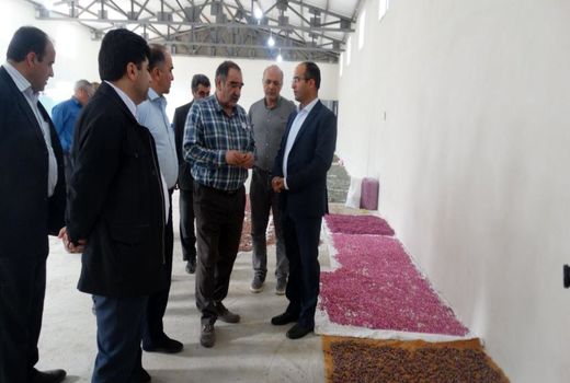 وزارت جهاد کشاورزی از توسعه زنجیره گل محمدی حمایت می کند