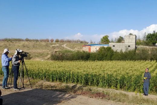 ذرت شیرین محصول مهم منطقه اهر و ارسباران