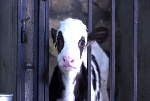 روند تولیدات دامی در شهرستان شهرکرد روبه افزایش است