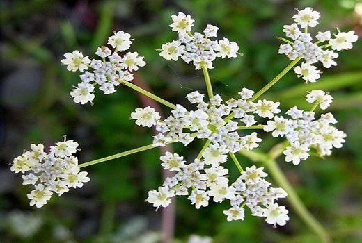 سطح زیر کشت گیاهان دارویی در استان سمنان به 2460 هکتار رسید