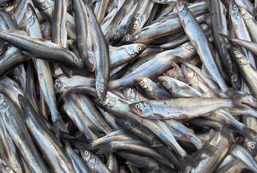 صید کیلکای خزر به ۱۱ هزار و ۸۶۵ تُن رسید 