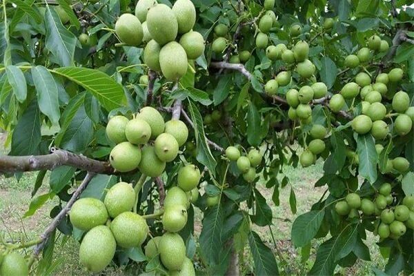 برداشت بیش از 7 هزار تن گردو از باغات استان