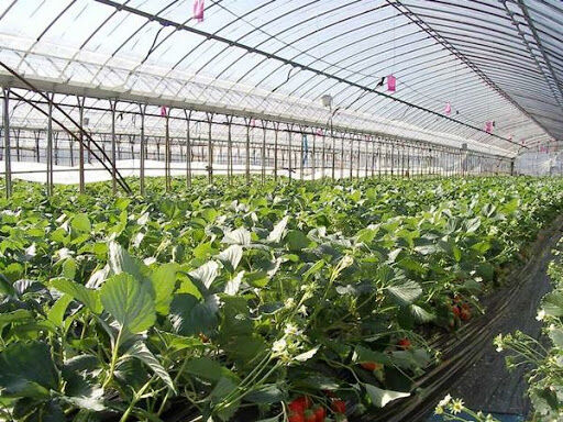 توسعه کشت‌های گلخانه‌ای در شهرستان خانمیرزا