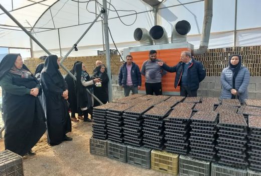 برگزاری ۳۷ دوره مهارتی کشاورزی در مرودشت  