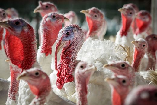 زنجیره تولید بوقلمون در اصفهان تکمیل می‌شود