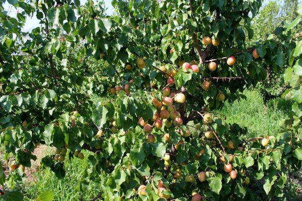 برداشت 15 هزار تن زردآلو از باغات شهرستان مرند