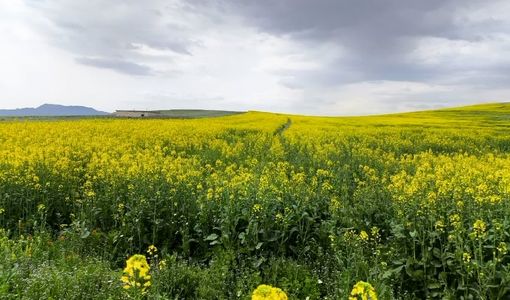 کشت ۸۶ هکتار کلزا در شهرستان میانه در سال زراعی جاری / بیش از ۹۰ درصد مزارع در وضعیت مطلوب