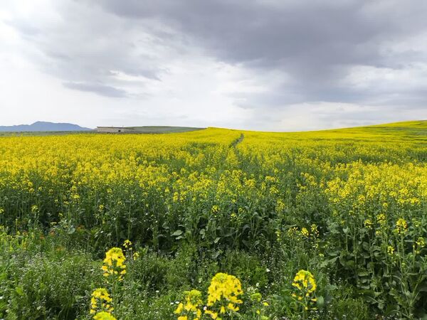کشت ۸۶ هکتار کلزا در شهرستان میانه در سال زراعی جاری / بیش از ۹۰ درصد مزارع در وضعیت مطلوب