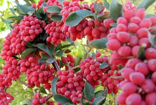 افزایش دو برابری تولید زرشک در بیضا