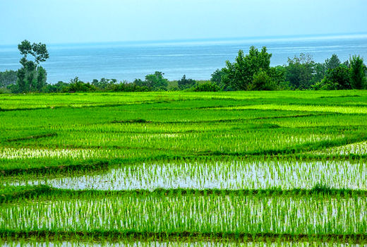 تامین آب حدود 100 هزار هکتار شالیزار با بازسازی آب‌بندان استان‌های شمالی