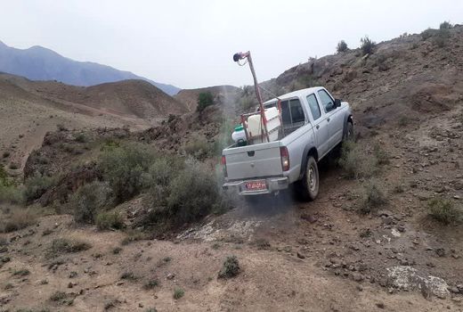 عملیات مبارزه با آفت ملخ مراکشی در ۴۳۰۰ هکتار از مزارع کشاورزی قزوین