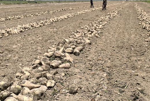 آغاز برداشت چغندر قند پاییزه از ۱۱۰ هکتار از اراضی قیروکارزین 