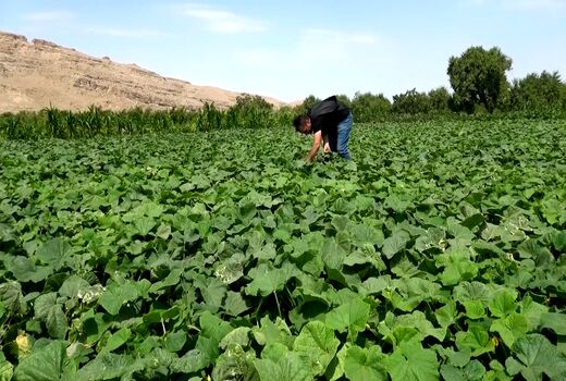 آغاز برداشت خیار از ۳۰ هکتار جالیزار‌های برز آباد کاشان