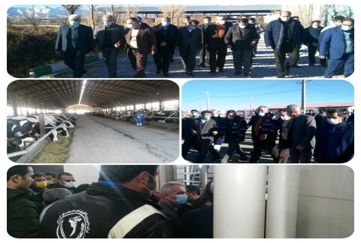 یکی از بزرگترین گاوداری های غرب کشور در کردستان افتتاح شد