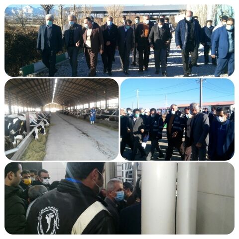 یکی از بزرگترین گاوداری های غرب کشور در کردستان افتتاح شد