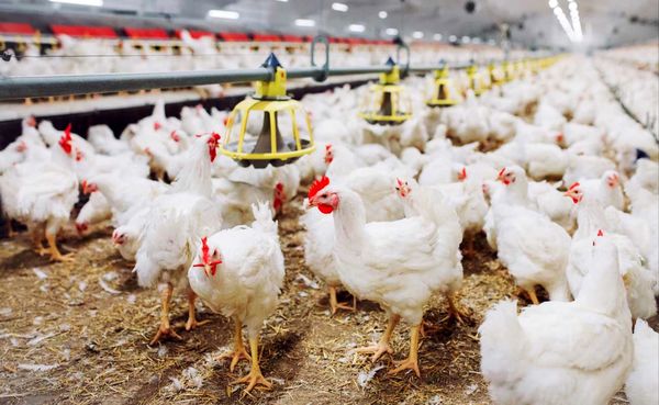 شاخص قیمت تولیدکننده مرغداری‌های صنعتی به ۴۷۹.۵ رسید